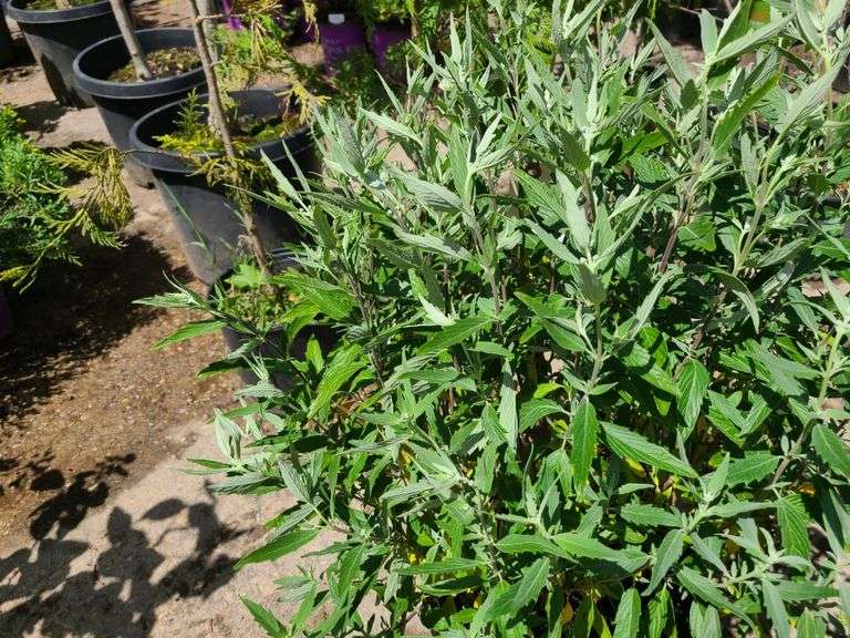 Bush