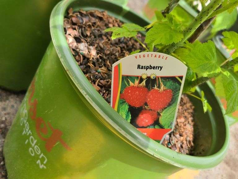 2) Raspberry