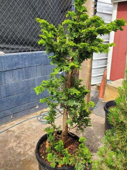 Slender Hinoki False Cypress