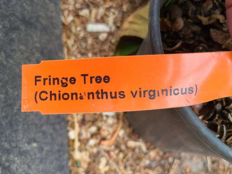 2) Fringe Tree