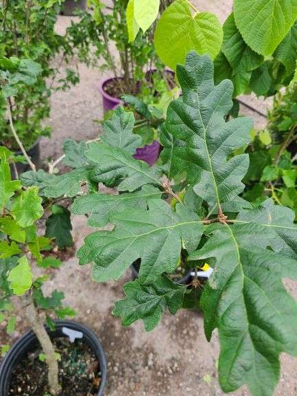 Oregon White Oak
