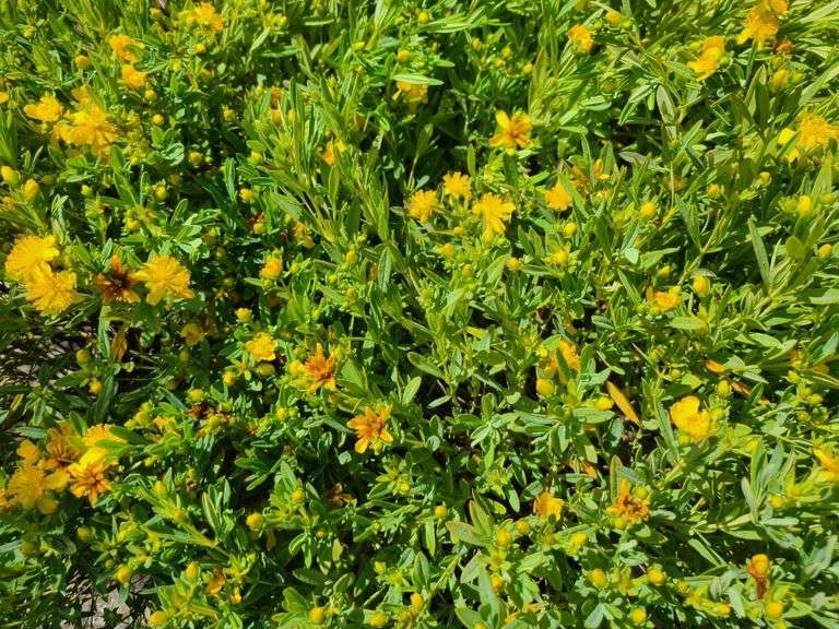 6) Cobalt-N-Gold Hypericum