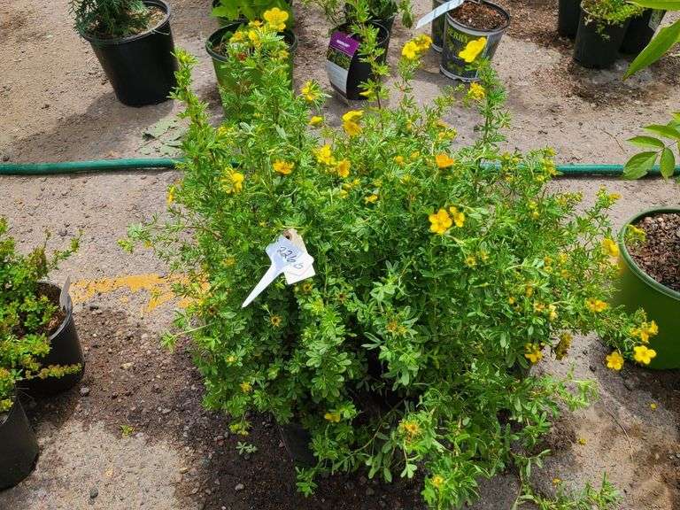 5) Marmalade Potentilla