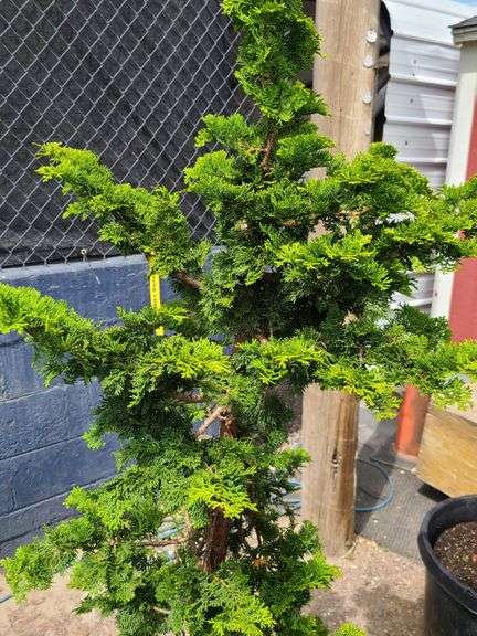 Slender Hinoki False Cypress