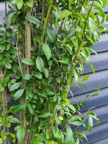 Ligustrum Ovalifolium (California Privet)