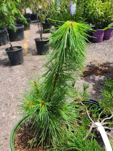 Mugo Pine, Western White Pine