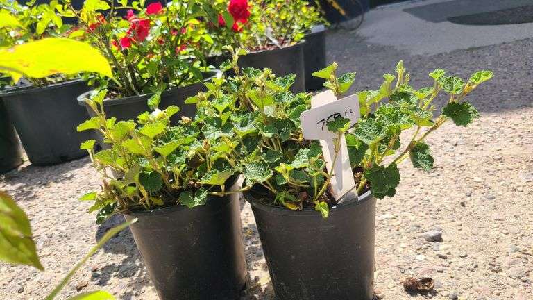 2) Creeping Raspberry