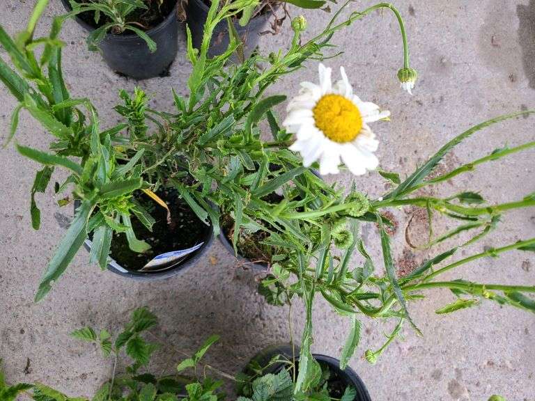 2) Shasta Daisies