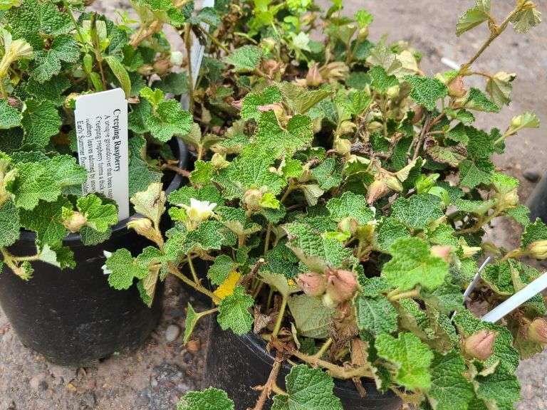 3) Creeping Raspberry