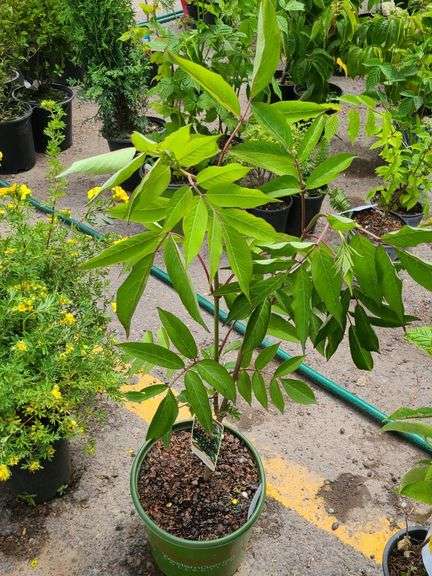 2) Bob Gordon Elderberry