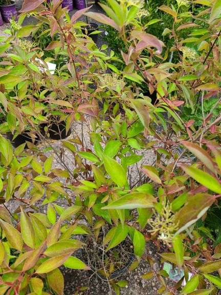 Gray Dogwood