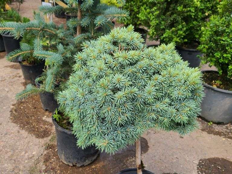 Dwarf Alberta Pom Pom Spruce