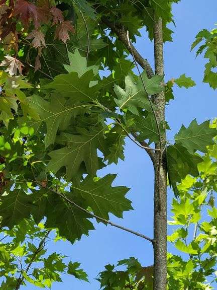 Northern Red Oak