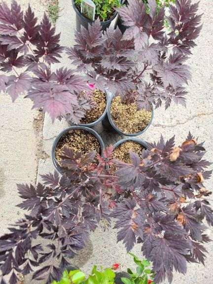 4) Actaea Black Negligee
