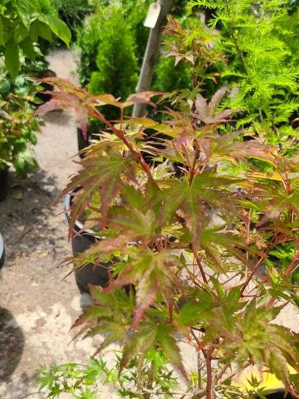 Radiant Japanese Maple