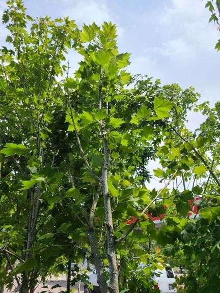 London Planetree