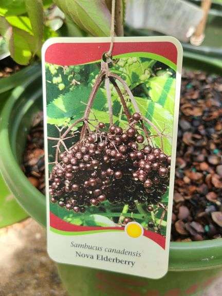 2) Nova Elderberry, 2) York Elderberry