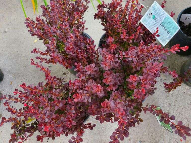 4) Royal Burgundy Barberry