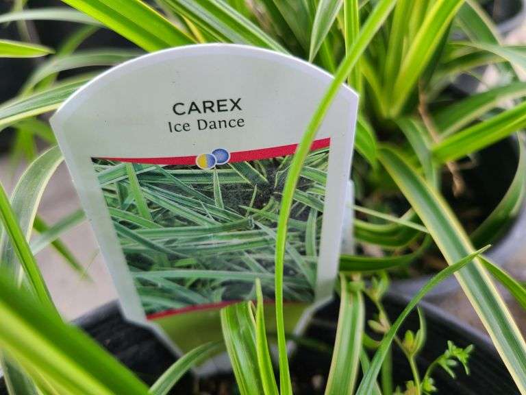 4) Carex Ice Dance