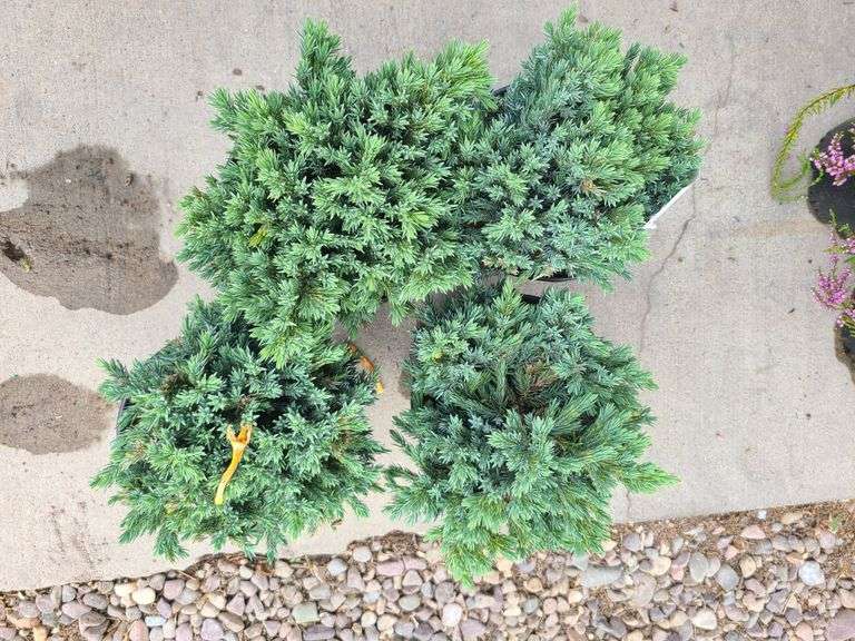 4) Blue Star Juniper