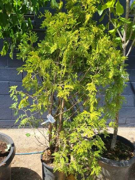 Dark American Arborvitae