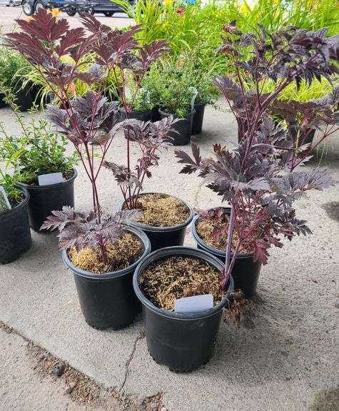 4) Actaea Black Negligee