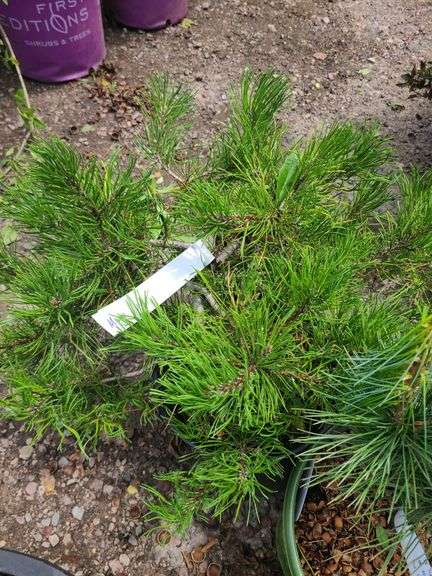 Mugo Pine, Western White Pine
