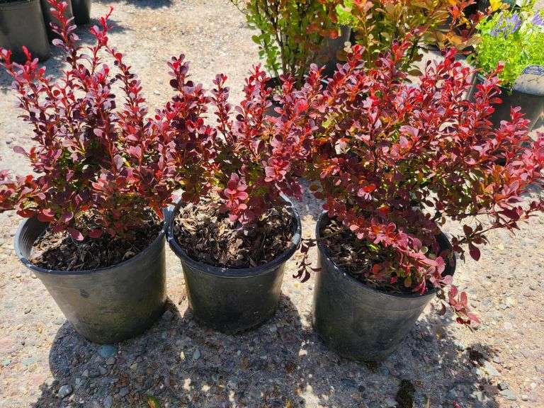 3) Barberry Bushes