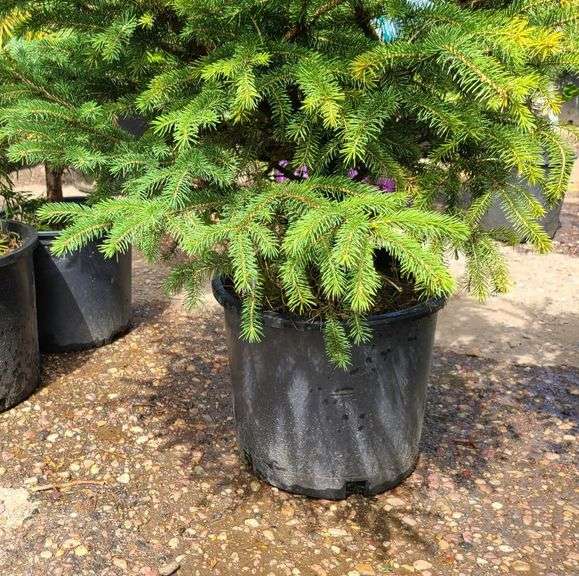 Black Hills Spruce