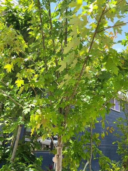 Red Oak