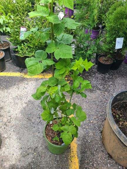 Raspberry Plant