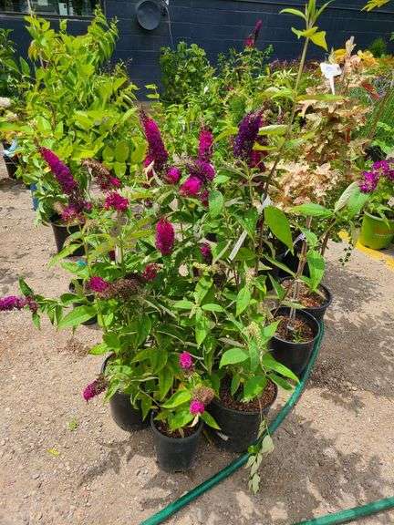 4) Blue Chip Butterfly Bush