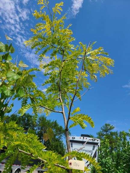 Sunburst Honeylocust
