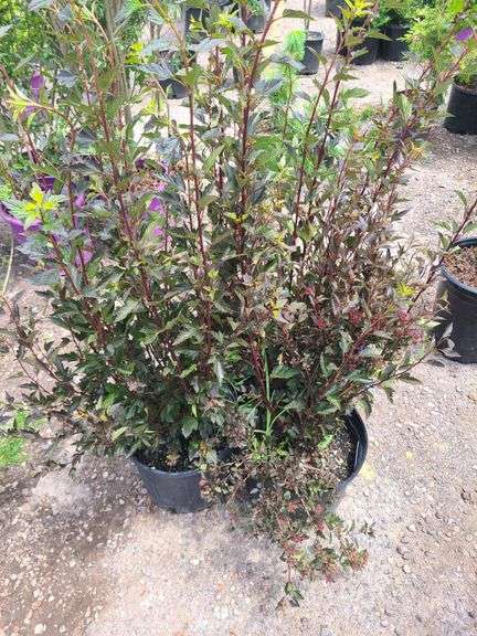 3) Ninebark Plants
