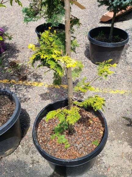Graci Cypress