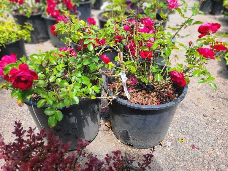 2) Rose Bush