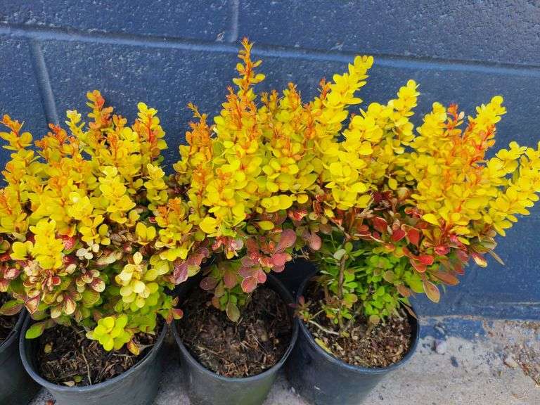 5) Barberry Bushes