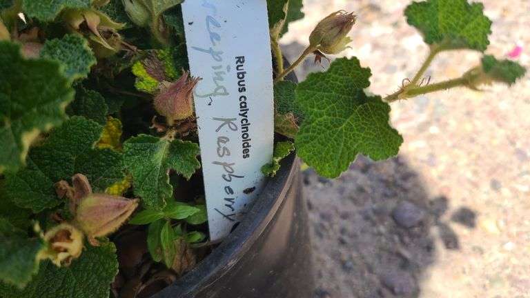 2) Creeping Raspberry