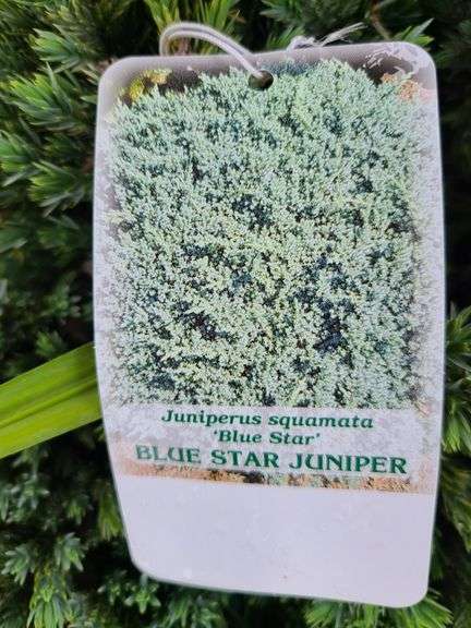 6) Blue Star Juniper