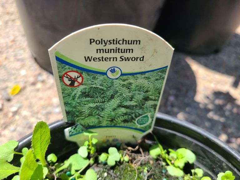 3) Western Sword Fern
