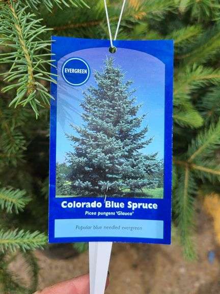 2) Colorado Blue Spruce