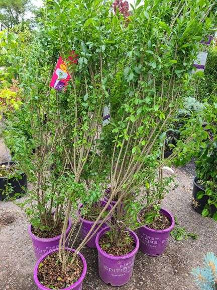 6) Ligustrum Ovalifolium (California Privet)