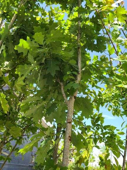 Norther Red Oak