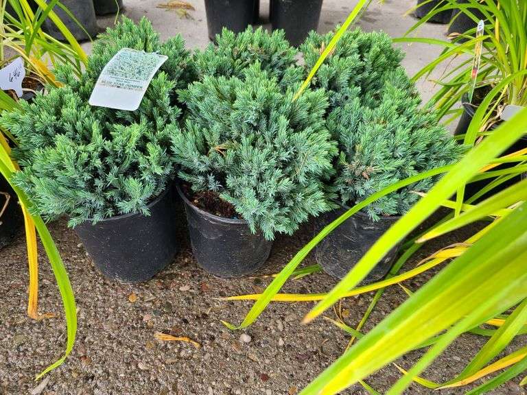 6) Blue Star Juniper