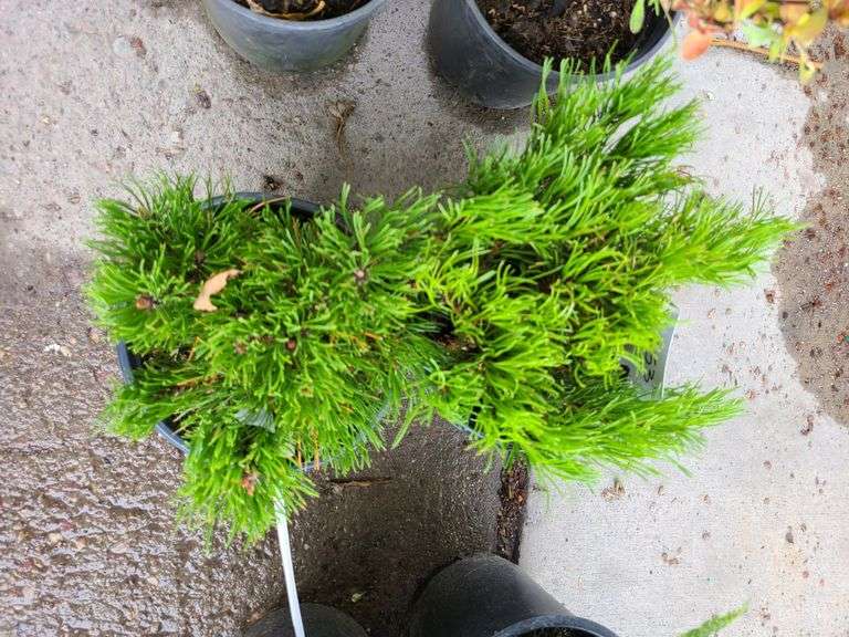 2) Dwarf Mugo Pine