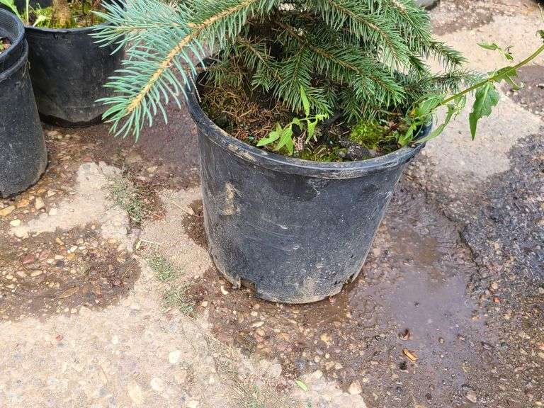 Colorado Blue Spruce