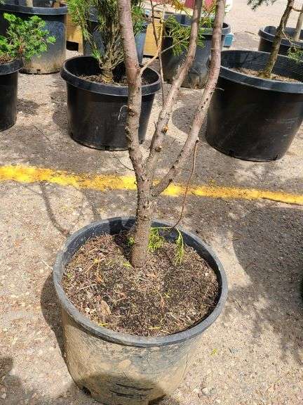 Cedar