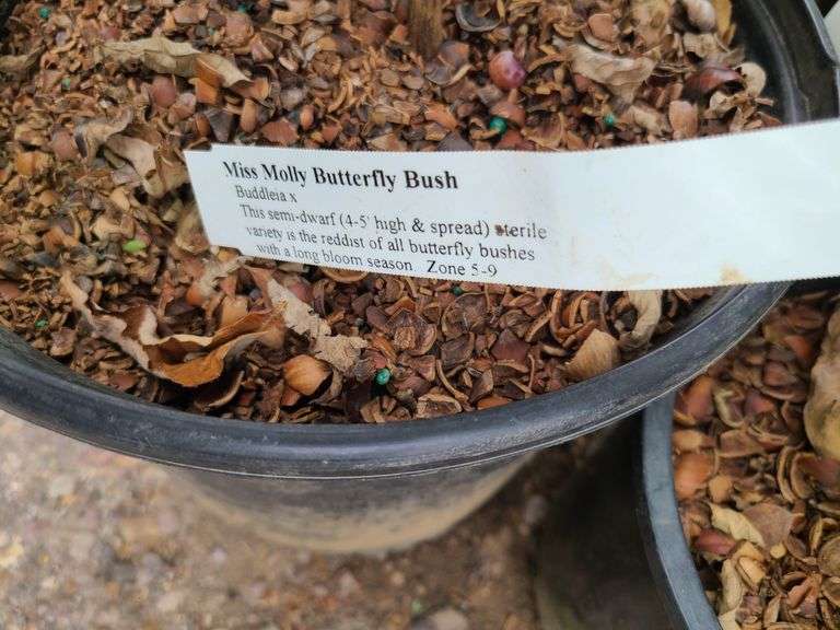 4) Miss Molly Butterfly Bush