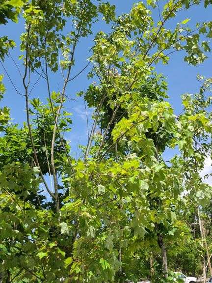 Sycamore Tree