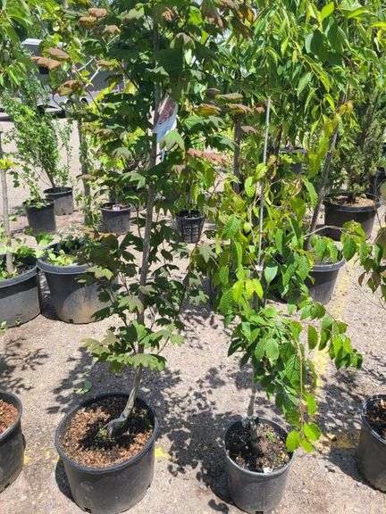 2) Vine Maples
